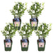 Vaccinium Corymbosum 'Brigitta Blue' - Confezione Da 5
