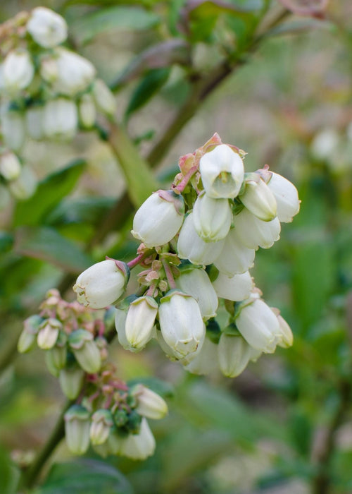 Vaccinium Corymbosum 'Brigitta Blue' - Confezione Da 5