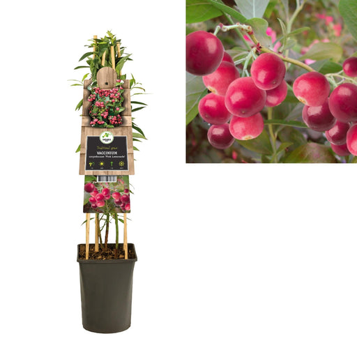 Vaccinium Corymbosum 'Pink Lemonade' +3.0 Etichetta - Ø17Cm - ↕75Cm