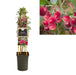 Vaccinium Corymbosum 'Pink Lemonade' +3.0 Etichetta - Ø17Cm - ↕75Cm