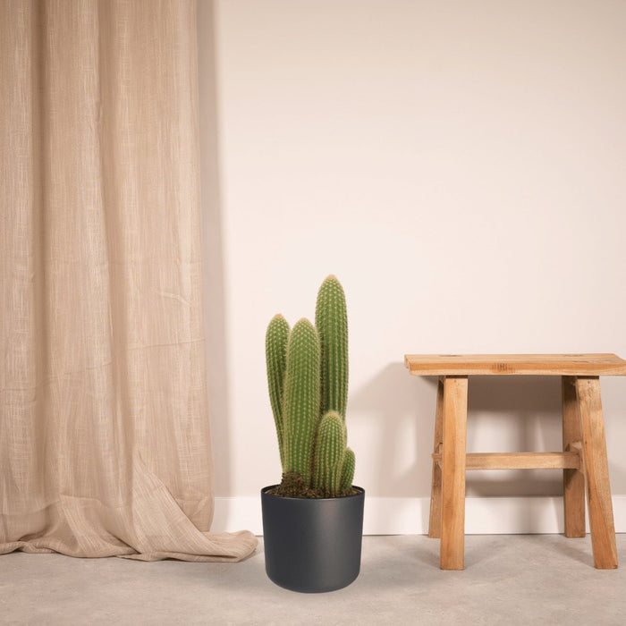 Vatricania Guentheri H55Cm - Cactus Da Interno