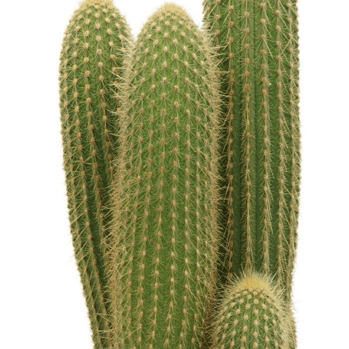 Vatricania Guentheri H55Cm - Cactus Da Interno
