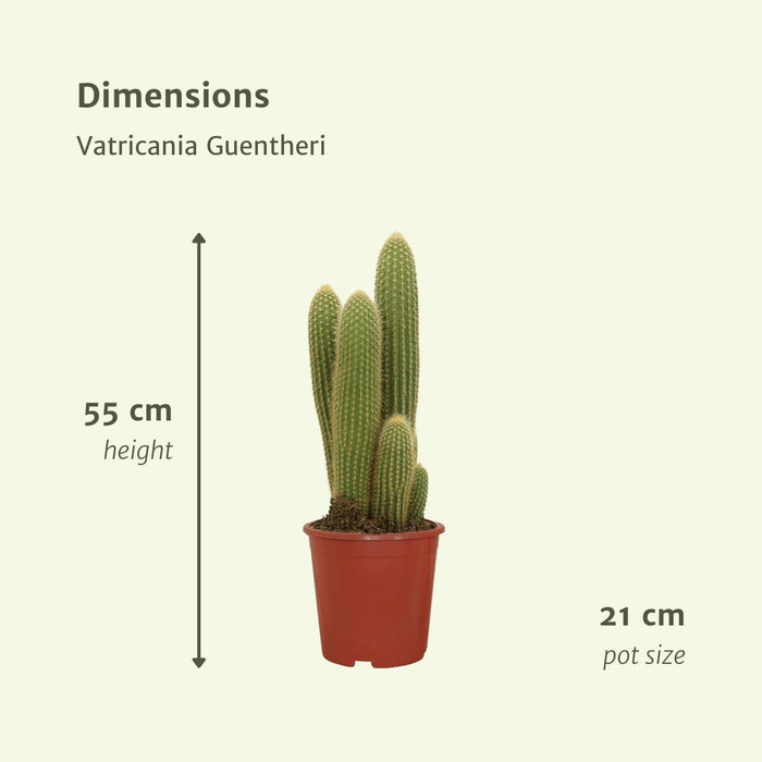 Vatricania Guentheri H55Cm - Cactus Da Interno