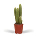 Vatricania Guentheri H55Cm - Cactus Da Interno