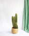 Vatricania Guentheri H55Cm - Cactus Da Interno