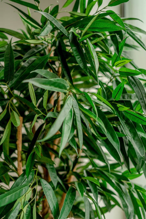 Veronica Longifolia Royale - Albero Artificiale