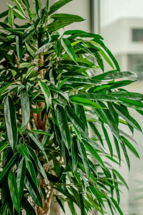 Veronica Longifolia Royale - Albero Artificiale