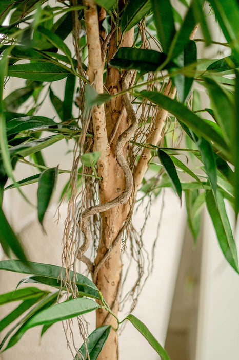 Veronica Longifolia Royale - Albero Artificiale