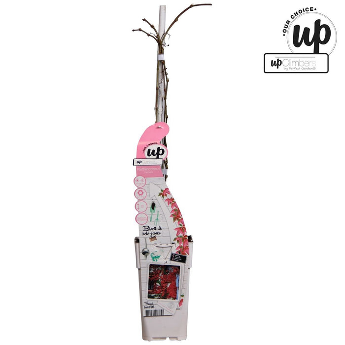 Pianta Rampicante Della Virginia - Parthenossus Henryana - ↨65Cm - Ø15 - Pianta Rampicante Da Esterno