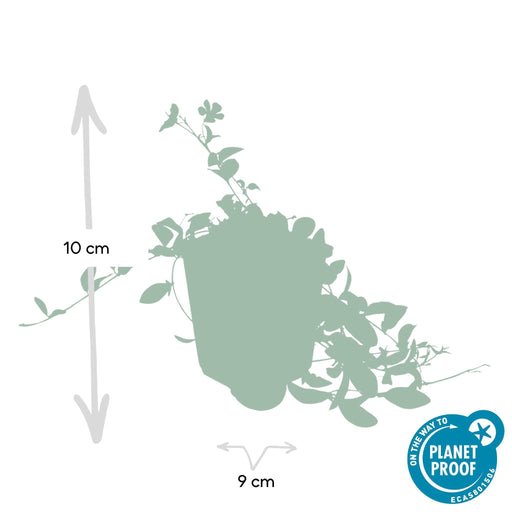 Vinca Minore - 12X H25Cm P9Cm