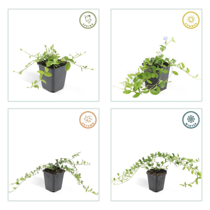 Vinca Minore - 12X H25Cm P9Cm