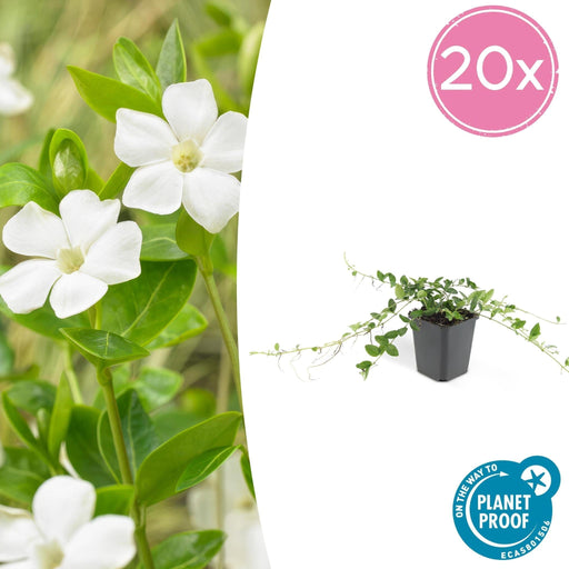 Vinca Minore Alba - 20X H25Cm P9Cm