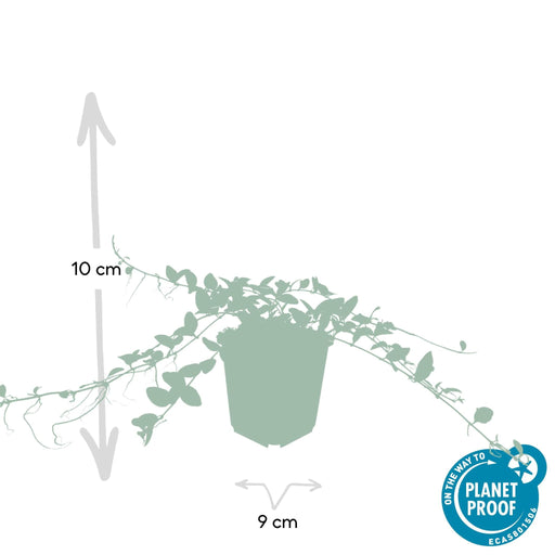 Vinca Minore Alba - 40X H25Cm P9Cm