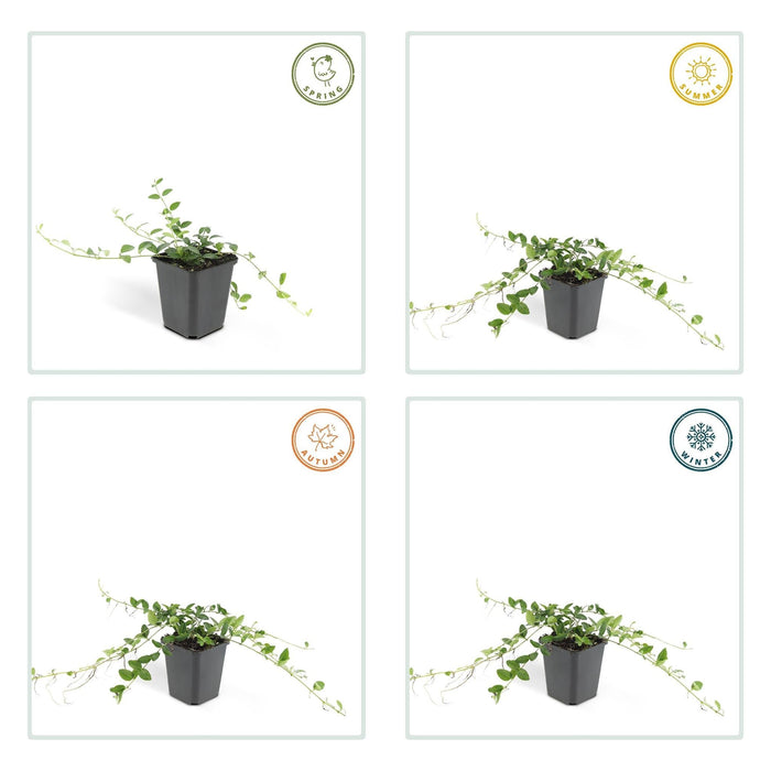 Vinca Minore Alba - 40X H25Cm P9Cm