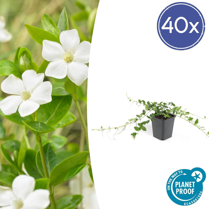 Vinca Minore Alba - 40X H25Cm P9Cm