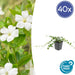 Vinca Minore Alba - 40X H25Cm P9Cm