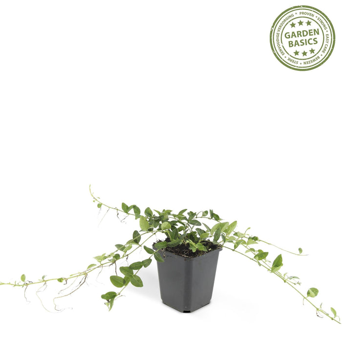 Vinca Minore 'Alba' - Set Di 6