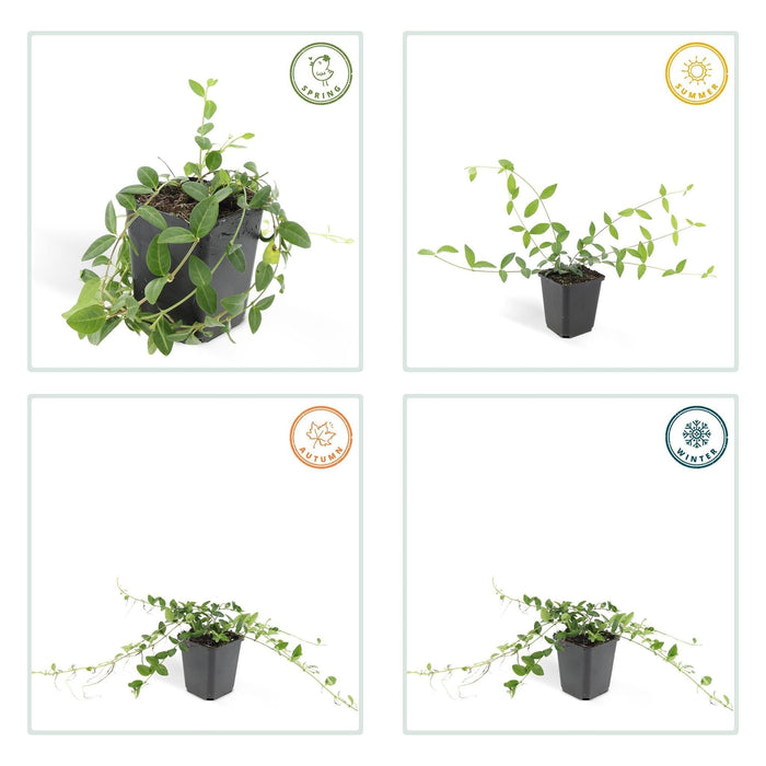 Vinca Minore 'Alba' - Set Di 6