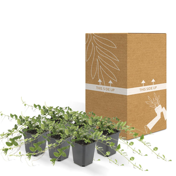 Vinca Minore 'Alba' - Set Di 6