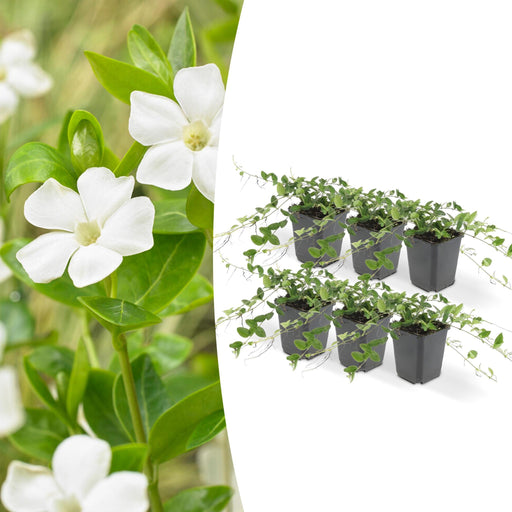 Vinca Minore 'Alba' - Set Di 6