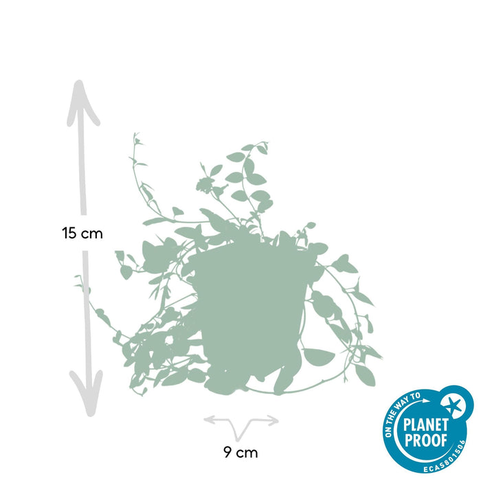 Vinca Minor 'Atropurpurea' - 20X A25Cm P9Cm