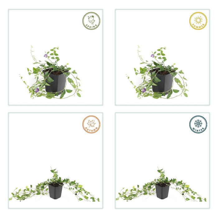 Vinca Minor 'Atropurpurea' - 20X A25Cm P9Cm