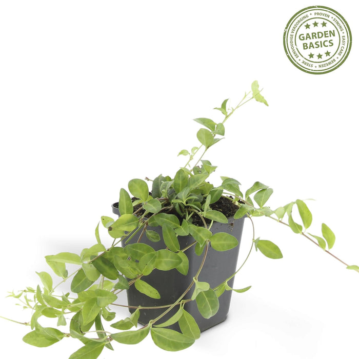 Vinca Minor 'Atropurpurea' - Set Da 6