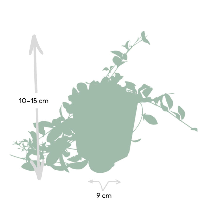 Vinca Minor 'Atropurpurea' - Set Da 6