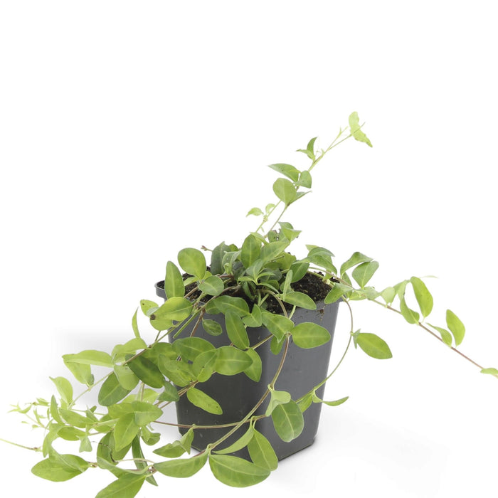 Vinca Minor 'Atropurpurea' - Set Da 6