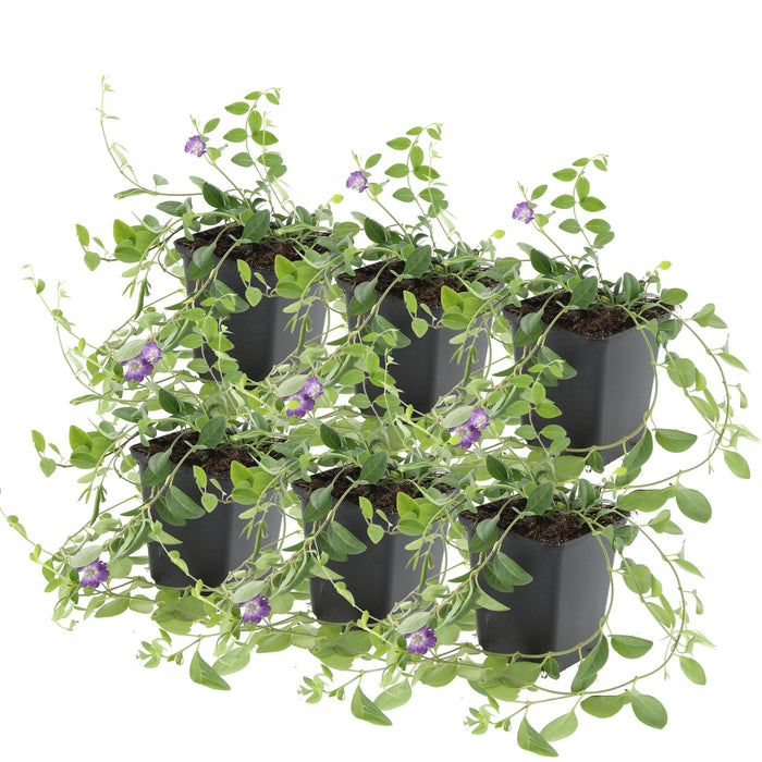 Vinca Minor 'Atropurpurea' - Set Da 6