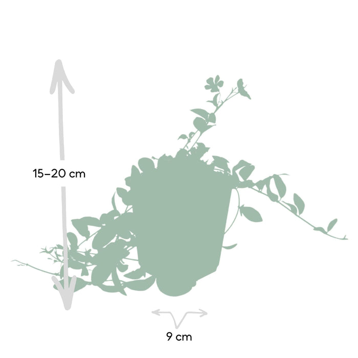 Vinca Minore - Set Di 6