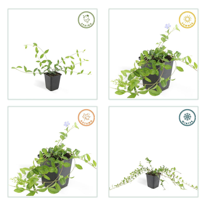 Vinca Minore - Set Di 6