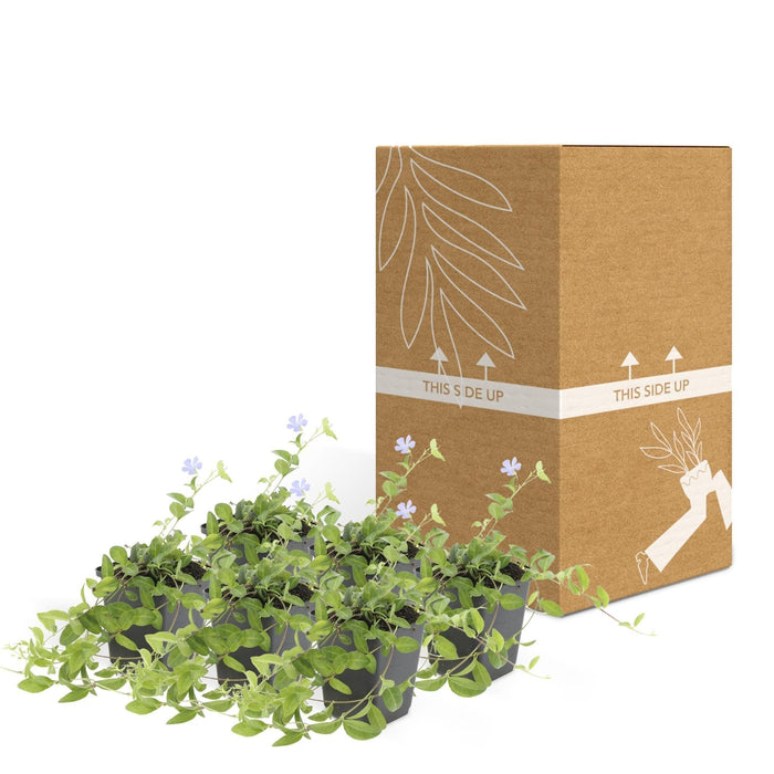 Vinca Minore - Set Di 6