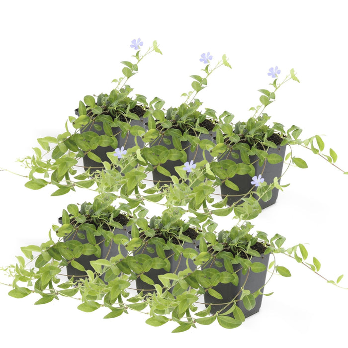 Vinca Minore - Set Di 6