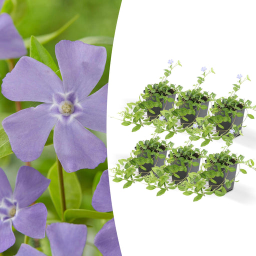Vinca Minore - Set Di 6