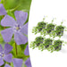 Vinca Minore - Set Di 6