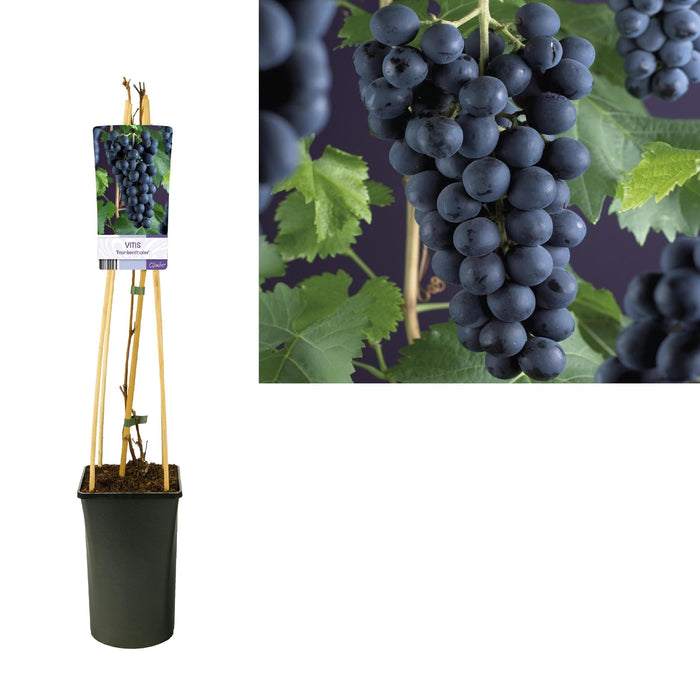 Vitis 'Frankenthaler' +Etichetta Leggera - Ø17Cm - ↕75Cm