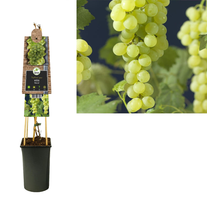 Vitis 'Himrod' +3.0 Etichetta - Ø17Cm - ↕75Cm