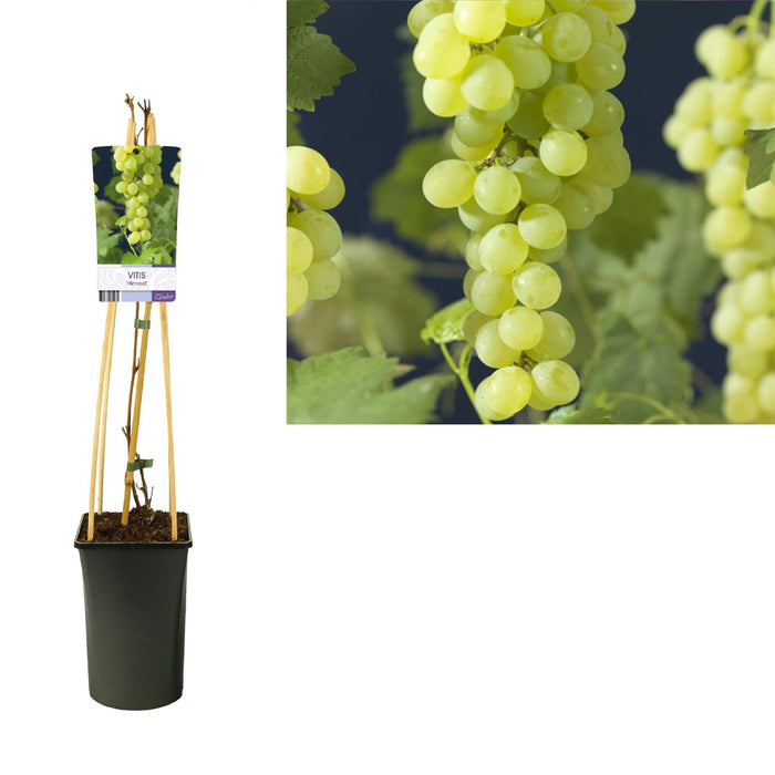 Vitis 'Himrod' +Etichetta Leggera - Ø17Cm - ↕75Cm