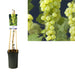 Vitis 'Himrod' +Etichetta Leggera - Ø17Cm - ↕75Cm