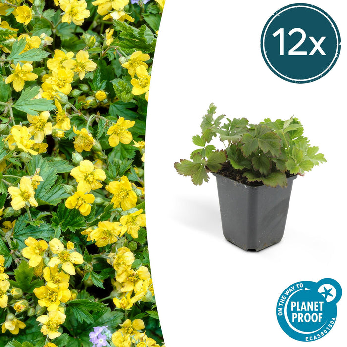 Waldsteinia Ternata 12Xh20Cm P9Cm