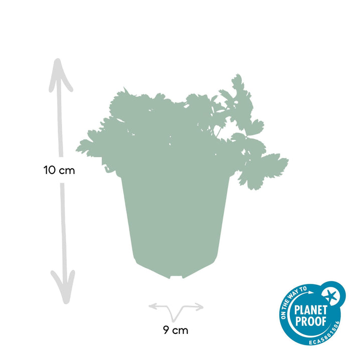 Waldsteinia Ternata - Fragola Sterile 20Xh20Cm D9Cm