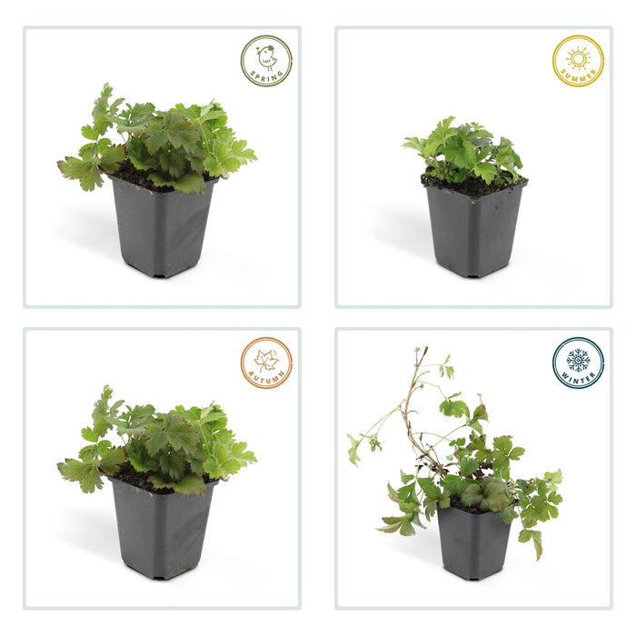 Waldsteinia Ternata - Fragola Sterile 20Xh20Cm D9Cm