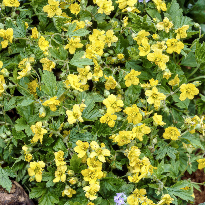 Waldsteinia Ternata - Fragola Sterile 40Xh20Cm D9Cm