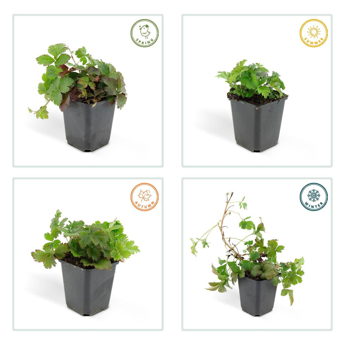 Waldsteinia Ternata – Set Di 6