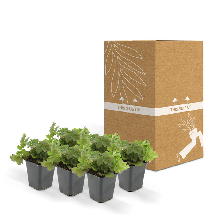 Waldsteinia Ternata – Set Di 6