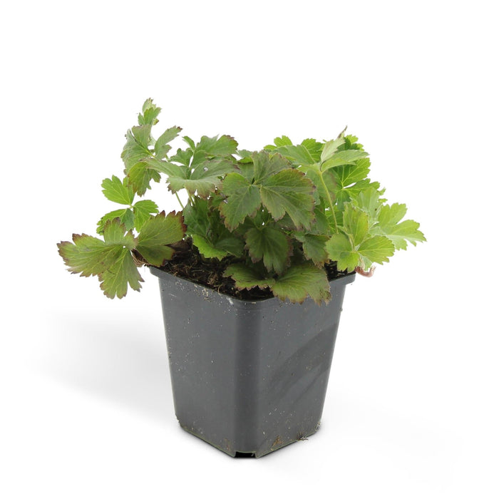 Waldsteinia Ternata – Set Di 6