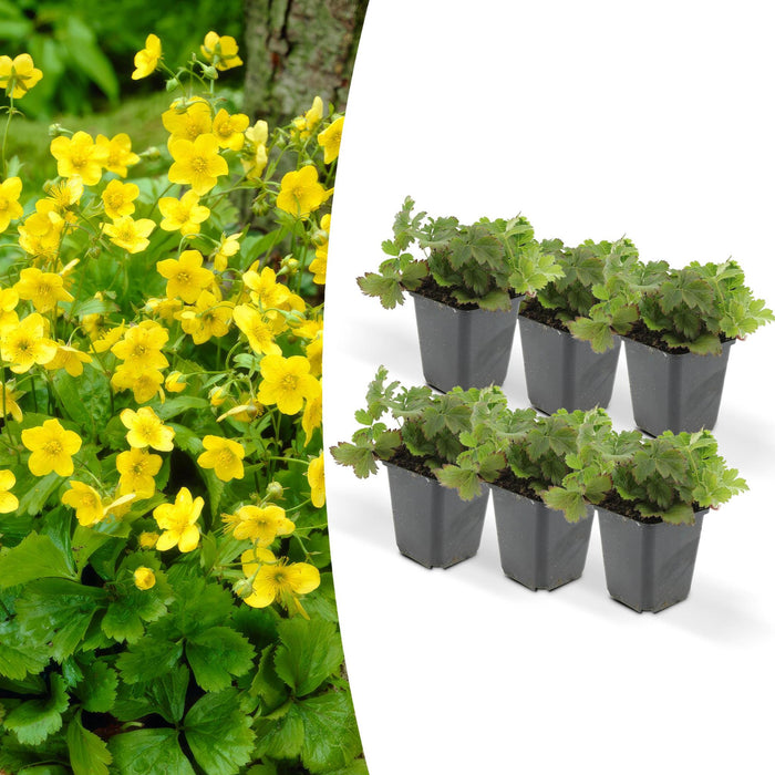 Waldsteinia Ternata – Set Di 6