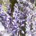 Wisteria Sinensis 'Dal Seme'