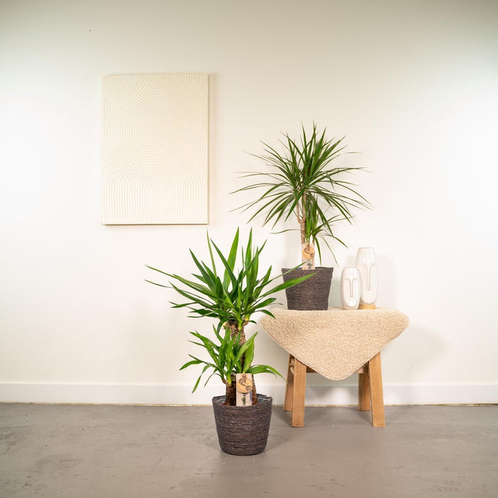 Yucca, Dracaena, Duo Di Piante H90Cm